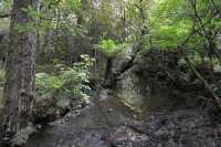 132 Forêt (près de Purakaunui Falls)