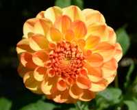 85 Jardin des plantes