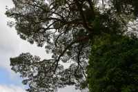 080 Arbre - Queen Charlotte track (Anakiwa)