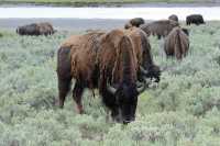 59 Bisons dans la sauje