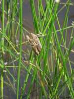 39 Le Mazel Bouissy - Mare