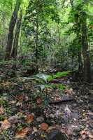 32 Vers la cascade d'Afareiatu - Moorea - Côte est
