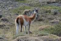 068 guanacos