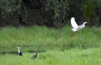 26 Echassiers - Foog Dam