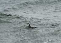 060 Pingouin dans l'eau - Seno Otway
