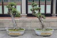 18 Temple de Confucius Bonzaïs