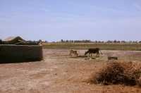 105 Canal à Afaq (fleuve Kebar)