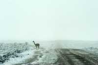 003 Vigogne sur la route