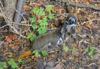 100 Tamarins empereurs