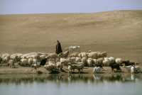 744 Berger à l'est d'Hatra