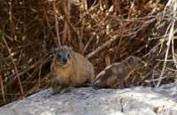 11 Marmottes - Mère et enfant