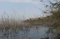53 Le lac de Tibériade à Magdala