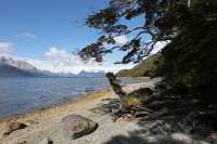 18 Plage près du glacier Aguila