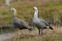 086 Ouettes de Magellan